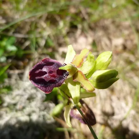 Semesterbostad Les Orchis *